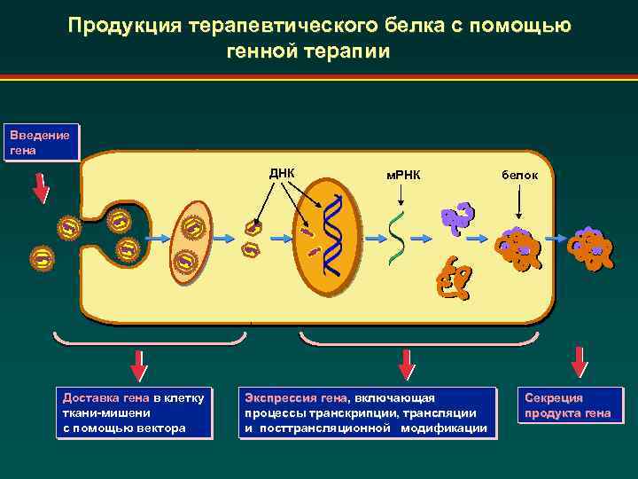 Моделирование белков презентация