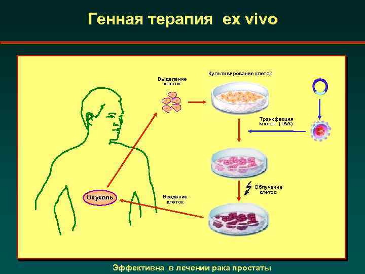 Презентация на тему генная терапия