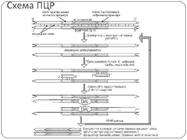 Схема ПЦР 