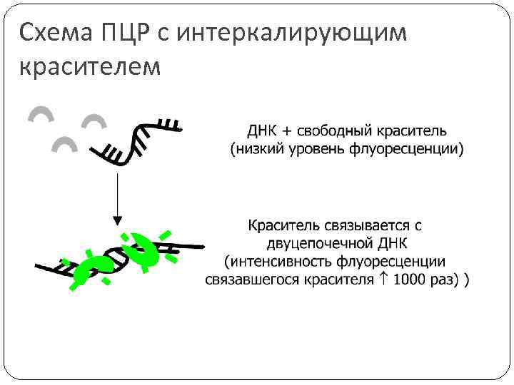 Схема ПЦР с интеркалирующим красителем 