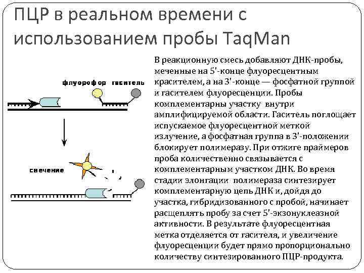 ПЦР в реальном времени с использованием пробы Taq. Man В реакционную смесь добавляют ДНК-пробы,