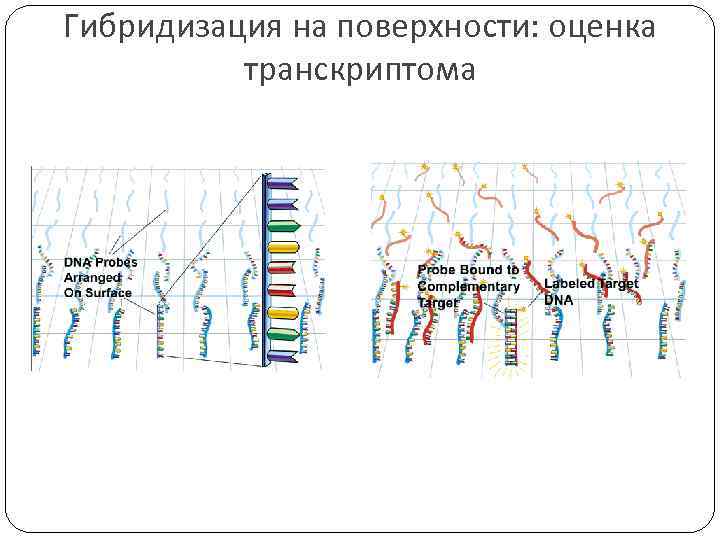 Гибридизация на поверхности: оценка транскриптома 