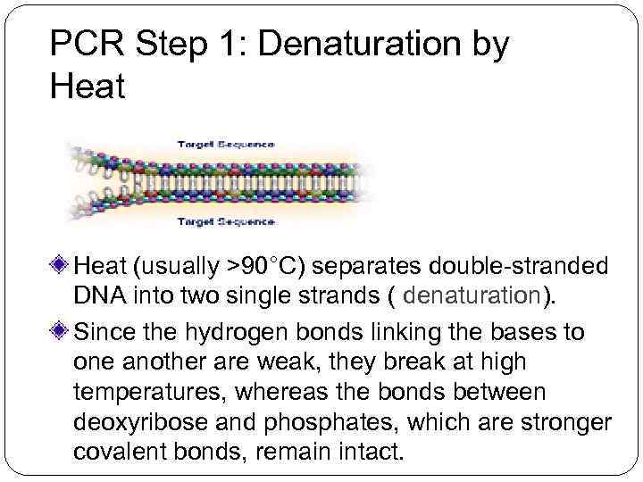PCR Step 1: Denaturation by Heat (usually >90°C) separates double-stranded DNA into two single
