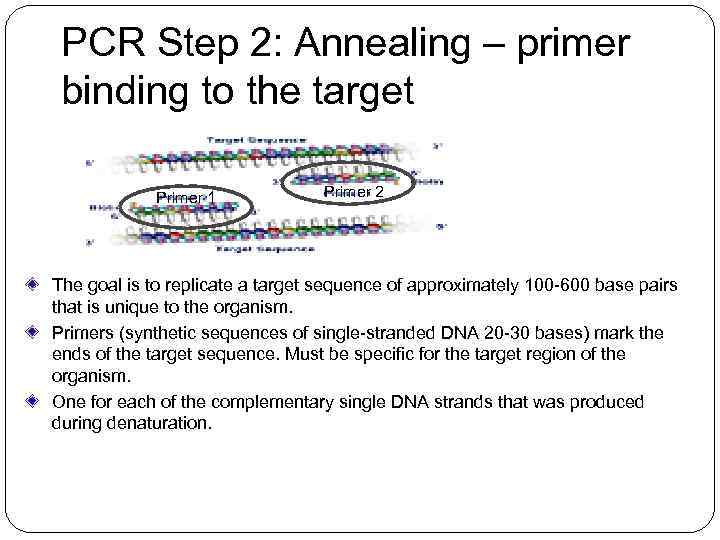 PCR Step 2: Annealing – primer binding to the target Primer 1 Primer 2