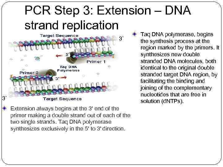 PCR Step 3: Extension – DNA strand replication 3` 3` 3` Extension always begins