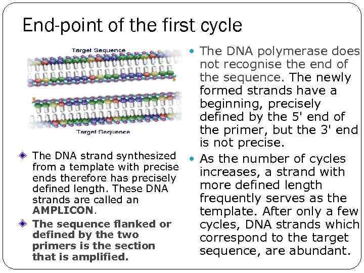 End-point of the first cycle The DNA polymerase does not recognise the end of