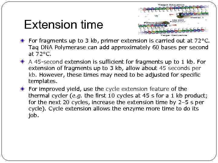 Extension time For fragments up to 3 kb, primer extension is carried out at