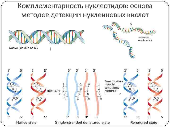 Комплементарность днк