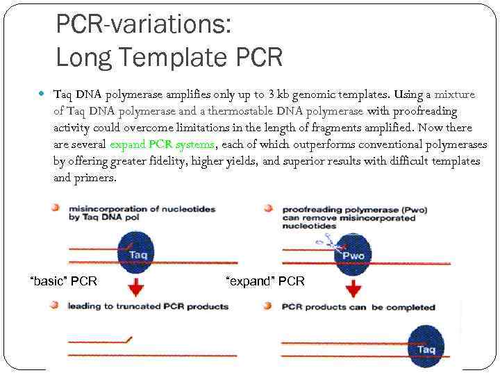 PCR-variations: Long Template PCR Taq DNA polymerase amplifies only up to 3 kb genomic