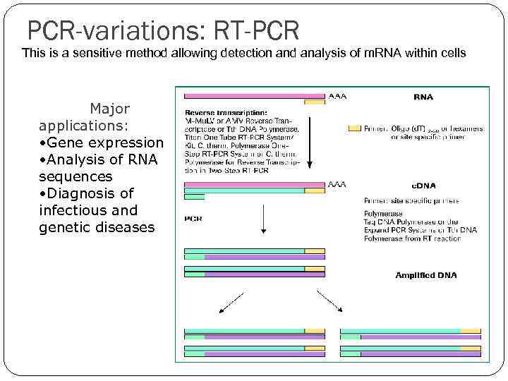 PCR-variations: RT-PCR This is a sensitive method allowing detection and analysis of m. RNA