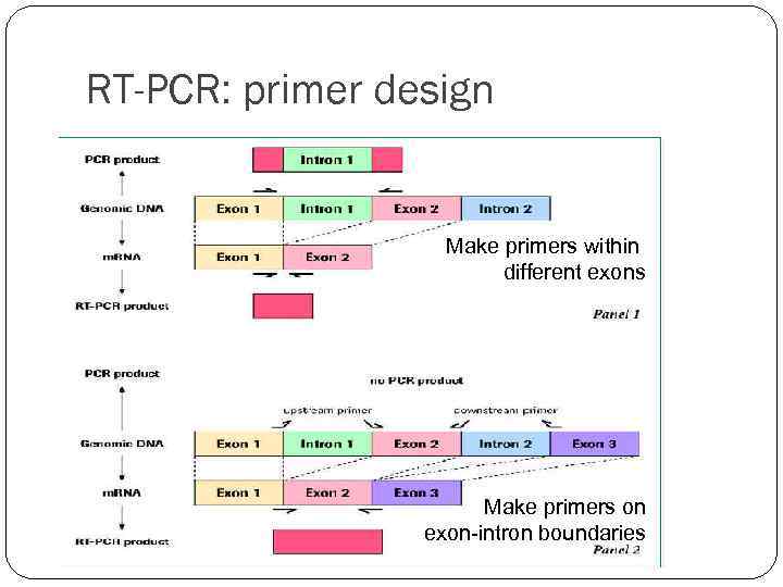 RT-PCR: primer design Make primers within different exons Make primers on exon-intron boundaries 