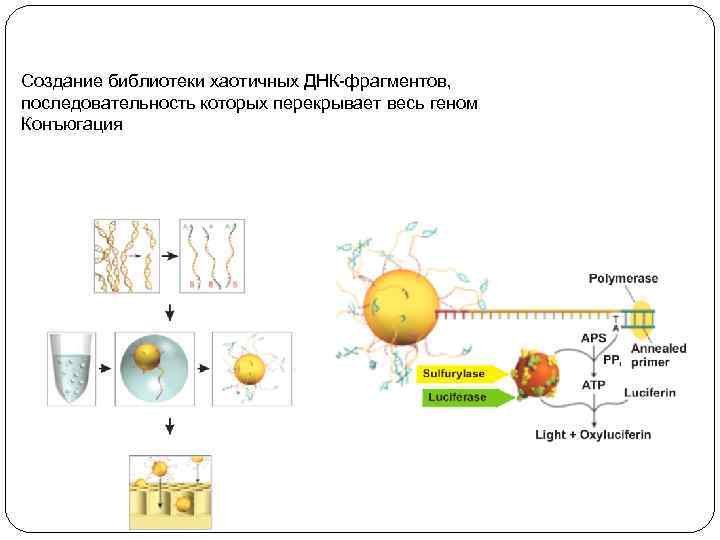 Создание библиотеки хаотичных ДНК-фрагментов, последовательность которых перекрывает весь геном Конъюгация 