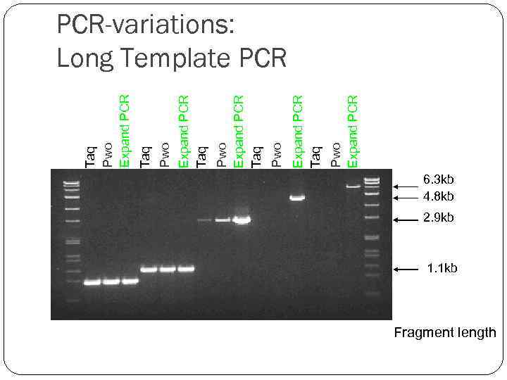 Pwo Expand PCR Taq Pwo Expand PCR Taq Taq Pwo Expand PCR-variations: Long Template