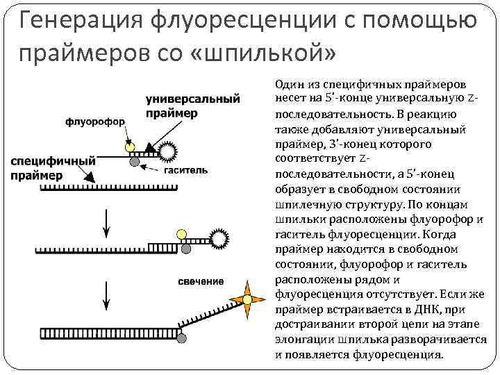 Генерация флуоресценции с помощью праймеров со «шпилькой» Один из специфичных праймеров несет на 5’-конце