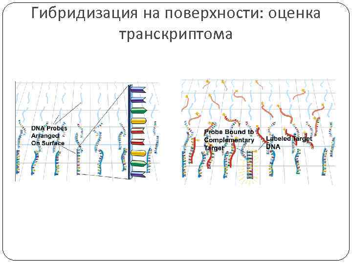 Поверхностные оценки. Секвенирование транскриптома. Риботипирование.