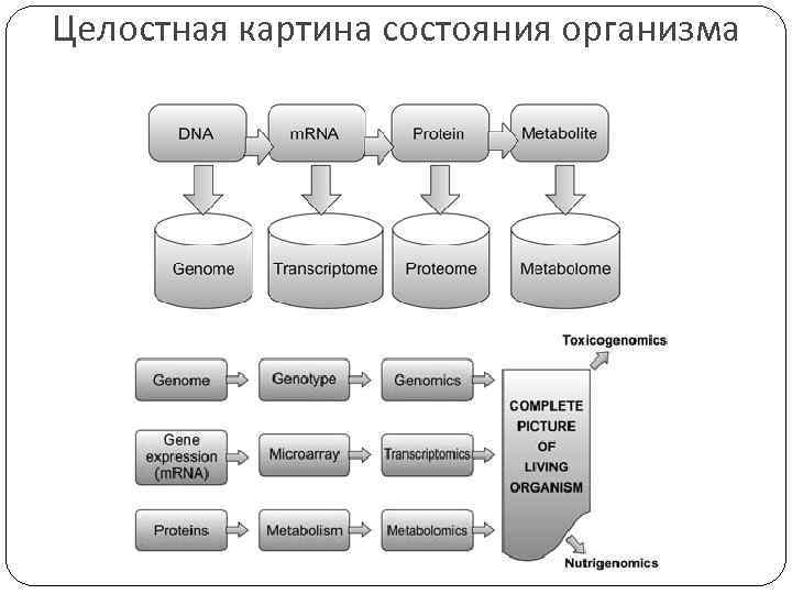 Целостная картина состояния организма 