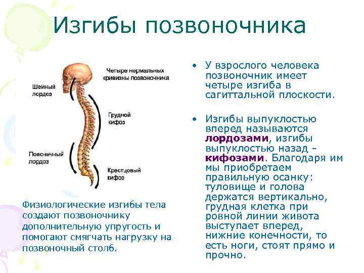 S изгиб позвоночника