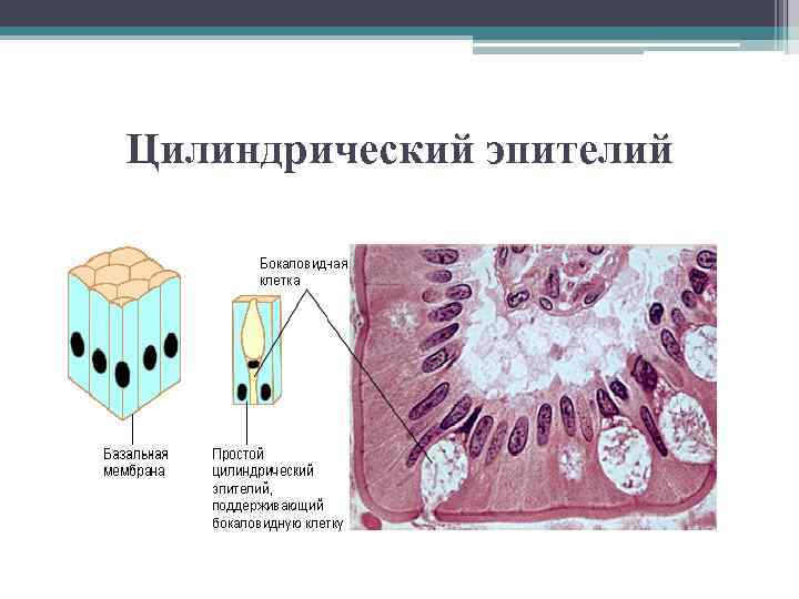 Цилиндрический эпителий 