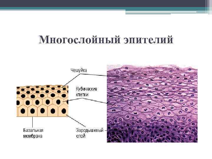 Кубический однослойный эпителий рисунок