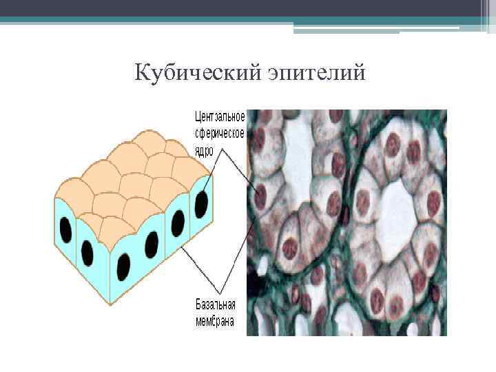 Однослойный кубический эпителий рисунок с обозначениями