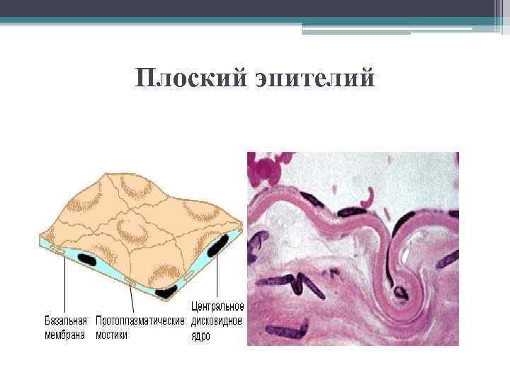 Плоский эпителий 