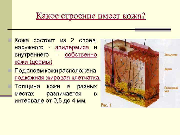 Какое строение имеет кожа? n Кожа состоит из 2 слоев: наружного - эпидермиса и