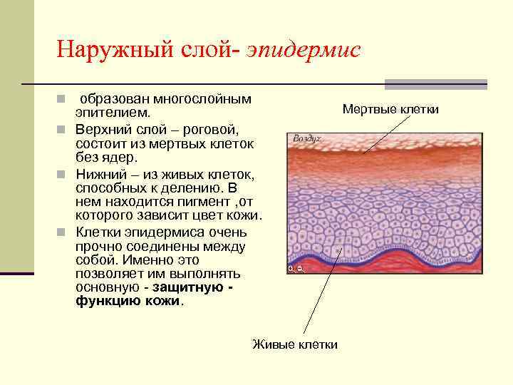Наружный слой- эпидермис образован многослойным эпителием. n Верхний слой – роговой, состоит из мертвых