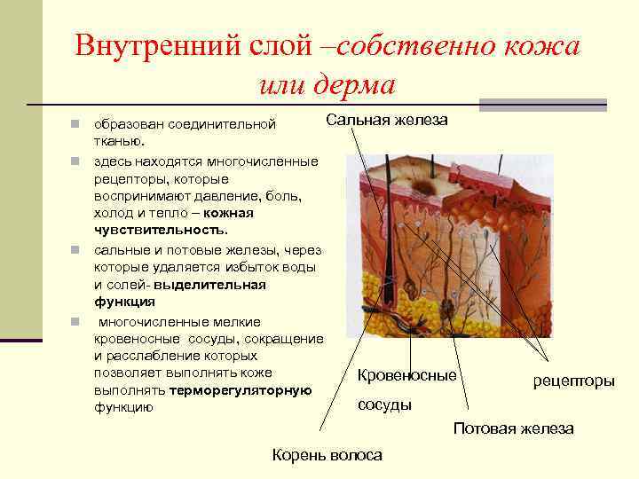 Внутренний слой –собственно кожа или дерма Сальная железа образован соединительной тканью. n здесь находятся
