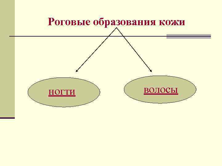 Роговые образования кожи ногти волосы 