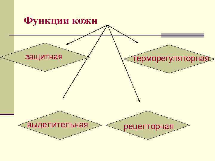 Функции кожи защитная выделительная терморегуляторная рецепторная 