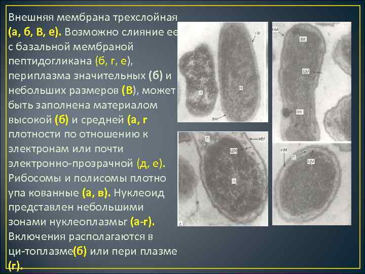 Внешняя мембрана трехслойная (а, б, В, е). Возможно слияние ее с базальной мембраной пептидогликана