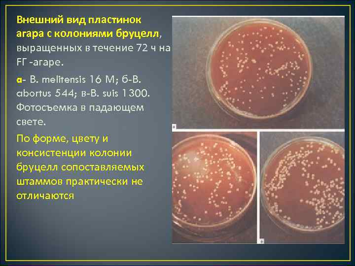 Внешний вид пластинок агара с колониями бруцелл, выращенных в течение 72 ч на FГ