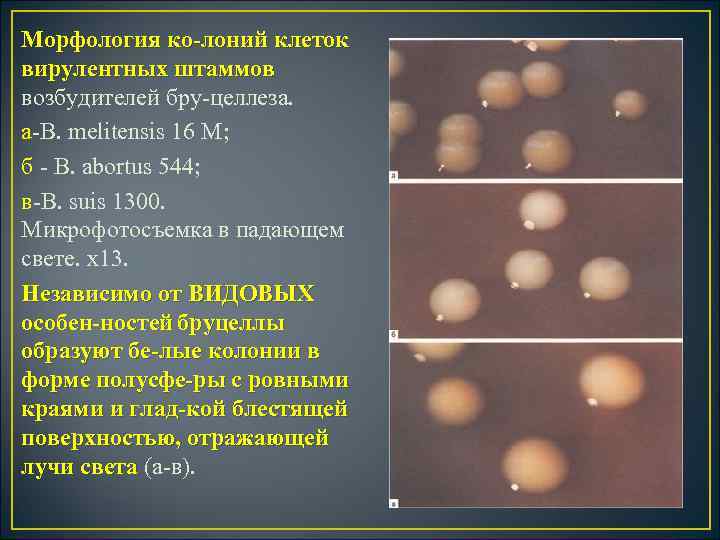 Морфология ко лоний клеток вирулентных штаммов возбудителей бру целлеза. а В. melitensis 16 М;