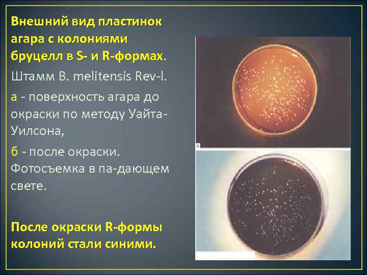 Внешний вид пластинок агара с колониями бруцелл в S и R формах Штамм В.