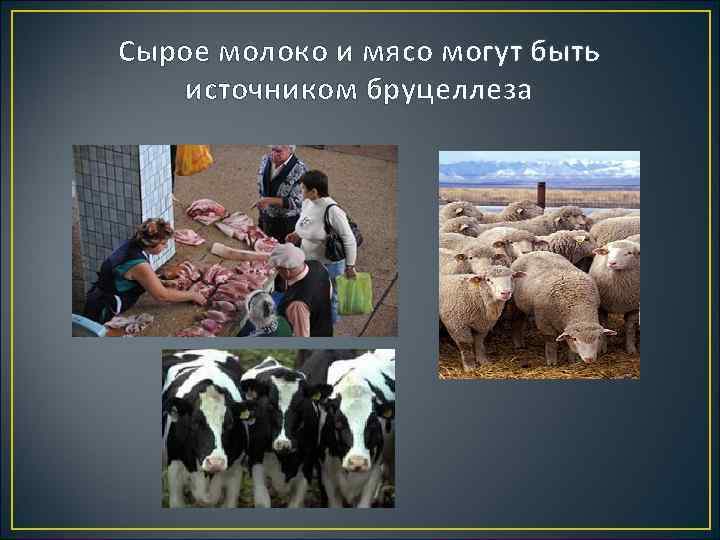 Сырое молоко и мясо могут быть источником бруцеллеза 