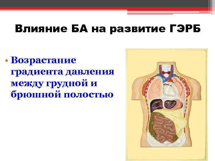 Влияние БА на развитие ГЭРБ • Возрастание градиента давления между грудной и брюшной полостью