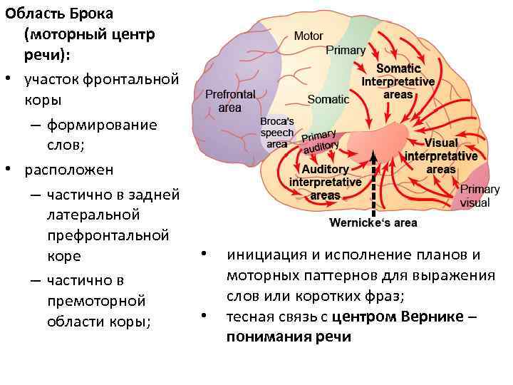 Мозговая организация речи презентация