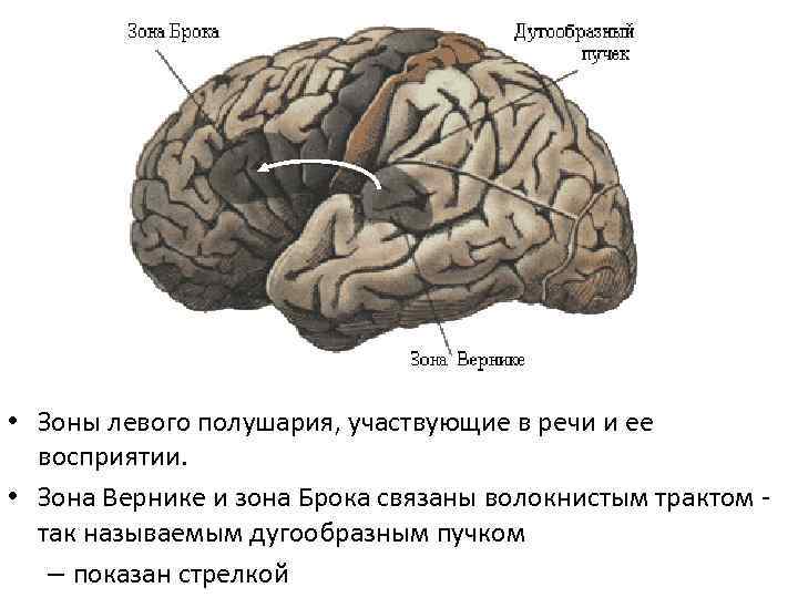 Межполушарная асимметрия презентация