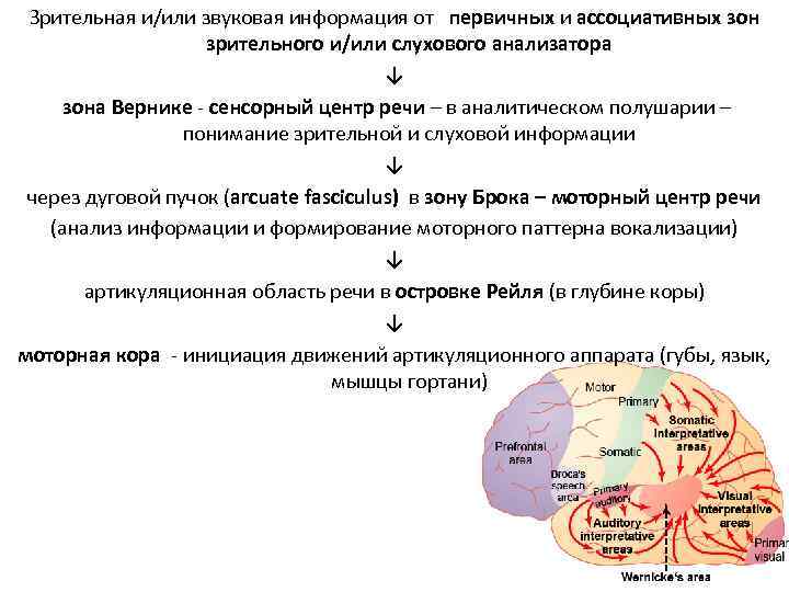 Зрительная и/или звуковая информация от первичных и ассоциативных зон зрительного и/или слухового анализатора ↓