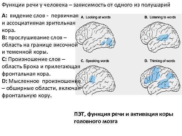 Функции речи у человека – зависимость от одного из полушарий A: видение слов -