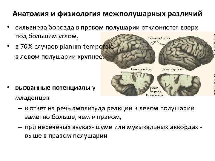 Асимметрия мозга презентация