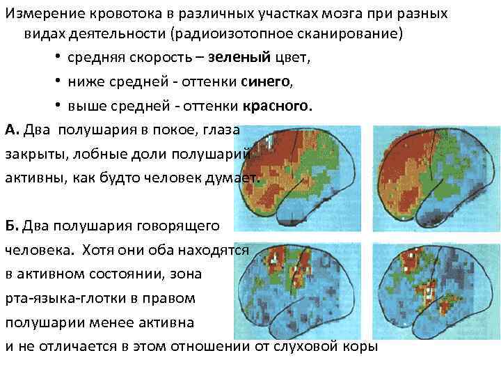Измерение кровотока в различных участках мозга при разных видах деятельности (радиоизотопное сканирование) • средняя