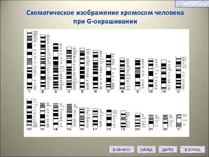 Графическое изображение хромосом с учетом их формы и окраски имеет название