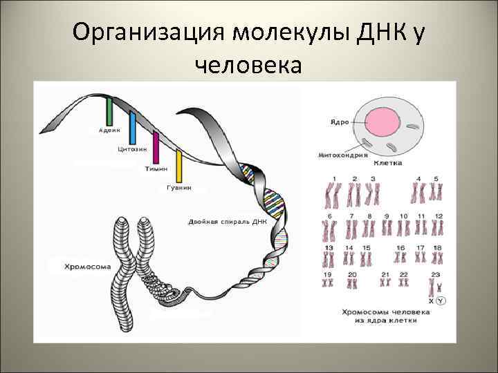 Что такое днк карта