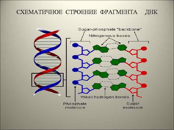 Длина фрагмента днк. Строение ДНК генетика. Зависит от структуры ДНК. Генетика схематично. Структура ДНК человека схематично.