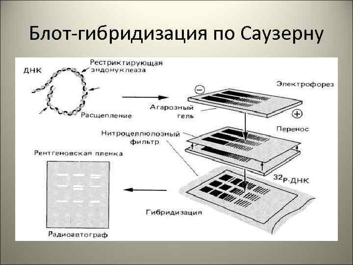 Риа схема микробиология