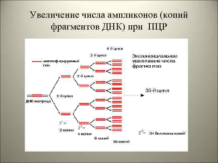 Цифры днк