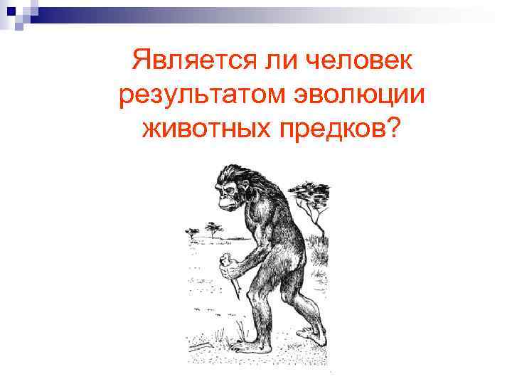 Является ли человек результатом эволюции животных предков? 