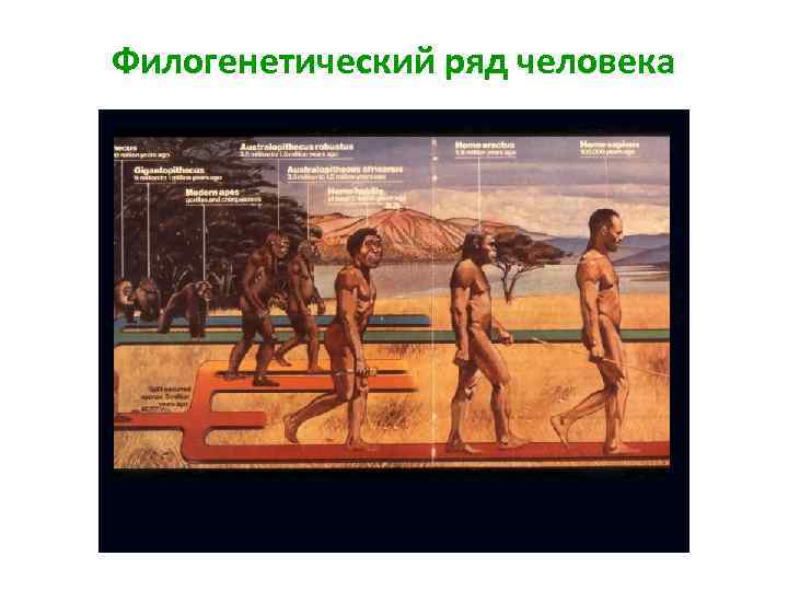 Филогенетический ряд человека Homo erectus 