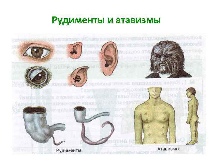 Рудименты и атавизмы 